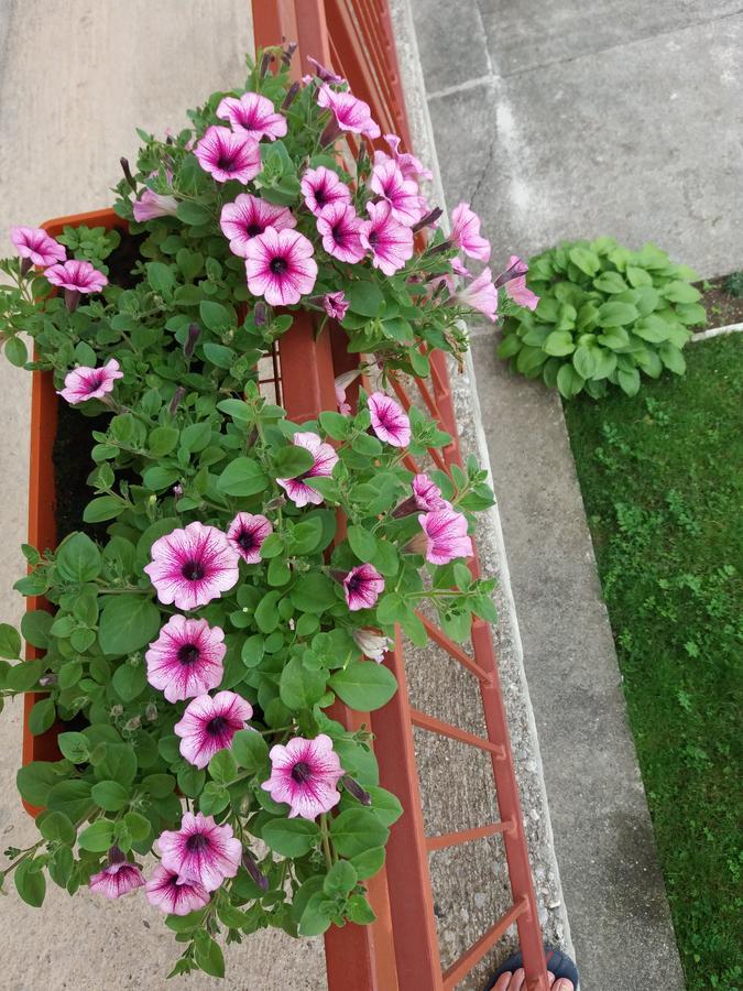 Apartments Mirkovic Cetinje Bagian luar foto